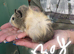 3 female guinea pigs