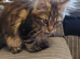 Full pedigree maine coon kitten