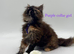 Maine coon kitten