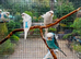 2026 Helicopter budgies