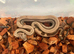 Fire motley double het RDR sharp