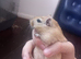 3 bonded gerbile for sale!!