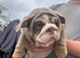 English bulldog