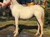 Appaloosa x Welsh section d