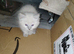 Gorgeous fluffy balls of
