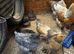 Brahma pullets