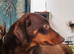 Ready now! True miniature dachshund