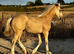 Stunning light buckskin filly foal