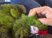 Military macaw