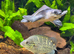 Mountain Grunter For Sale!