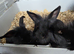 5 baby bunnies