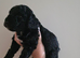 F1B Cockapoo puppies