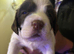 Top-Tier Working English Springer Spaniel Pups - Bishwell Bandstand Sired & KC Registered