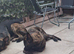 German shepherd cross dutch female