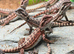 100% Baby Red Monster Bearded Dragons