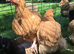 Bantam Orpington cockerels