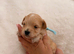 Korean Maltipoo puppies available