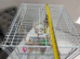 Budgie with cage