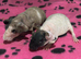 2 bonded skinny girls