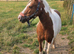 11.2hh skewbald mare