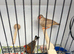 Orange & black mutation zebra finches for sale