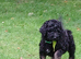 Beautiful fluffy Labradoodle