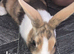 Dutch bunnys