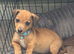 Jack Russell pup for sale