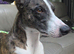 4 year old lurcher