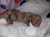 Puppies