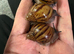 Achatina Achatina tiger snail giant African snail