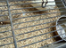 White and gold pair jumbo coturnix quails