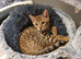 Stunning Pedigree Bengal Kittens.