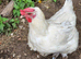 Poulet De Bresse  - dual purpose chickens
