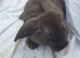 Baby rabbits mini lop