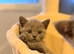 British shorthair kittens