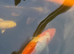 5 large koi and 1 orf