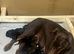 Beautiful Full Doberman Puppies – Ready from 8 Weeks