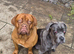 8 month old female cane corso D.O.B 05.09.2025