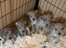 Dna clear Rare blue Merle Staffordshire bull terrier puppies