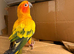 Stunning sun conure parrot for sale