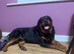 HANDSOME ROTTWEILER STUD AVAILABLE