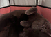 British shorthair kittens