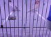 Harlequin canaries