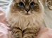 Stunning 4-Year-Old Blue Lynx Point Ragdoll