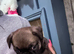 Pug cross