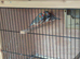 Zebra finches