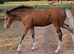 Wpb x ish Filly available at weaning