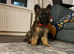 Male German shepherd puppy