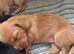 Miniature long haired pups